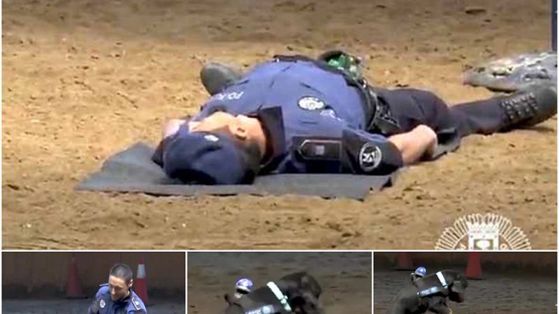 Heroic Little Police Dog Performs CPR To ‘Save’ His Fallen Partner
